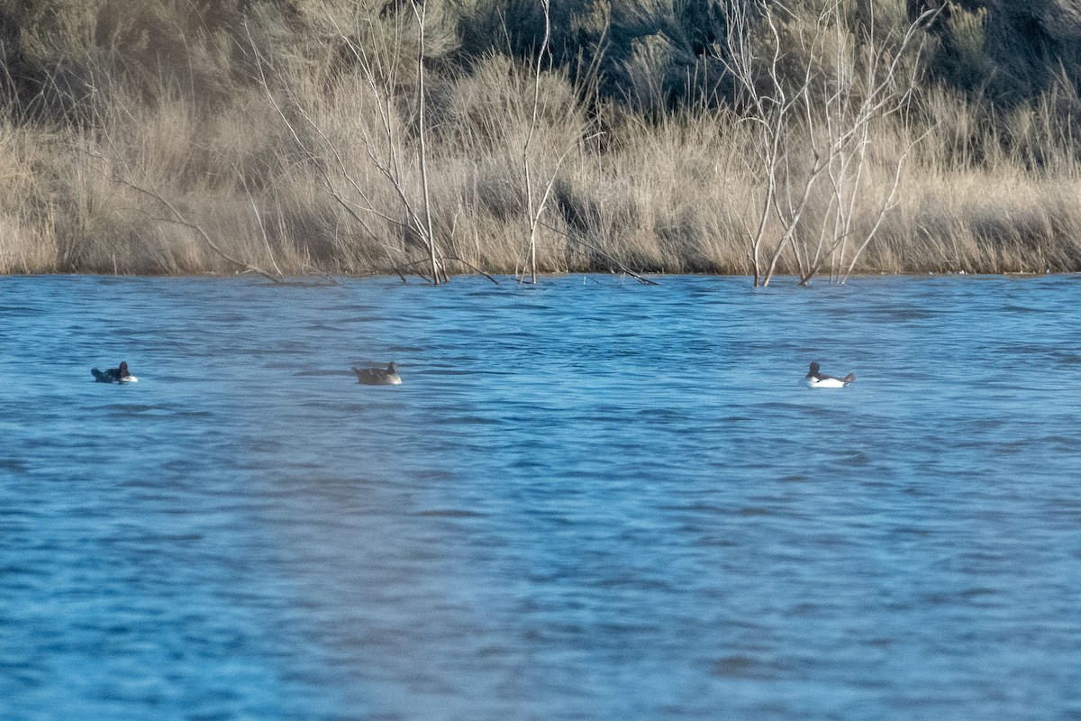 Common Goldeneye - ML146679711