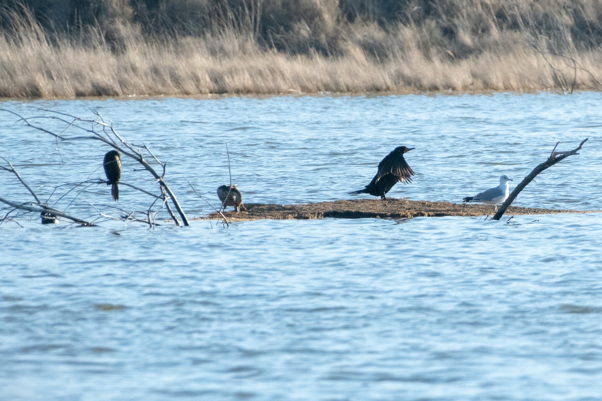 Double-crested Cormorant - ML146680131