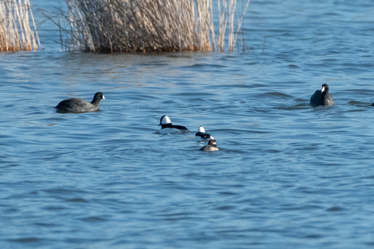 Bufflehead - ML146680601