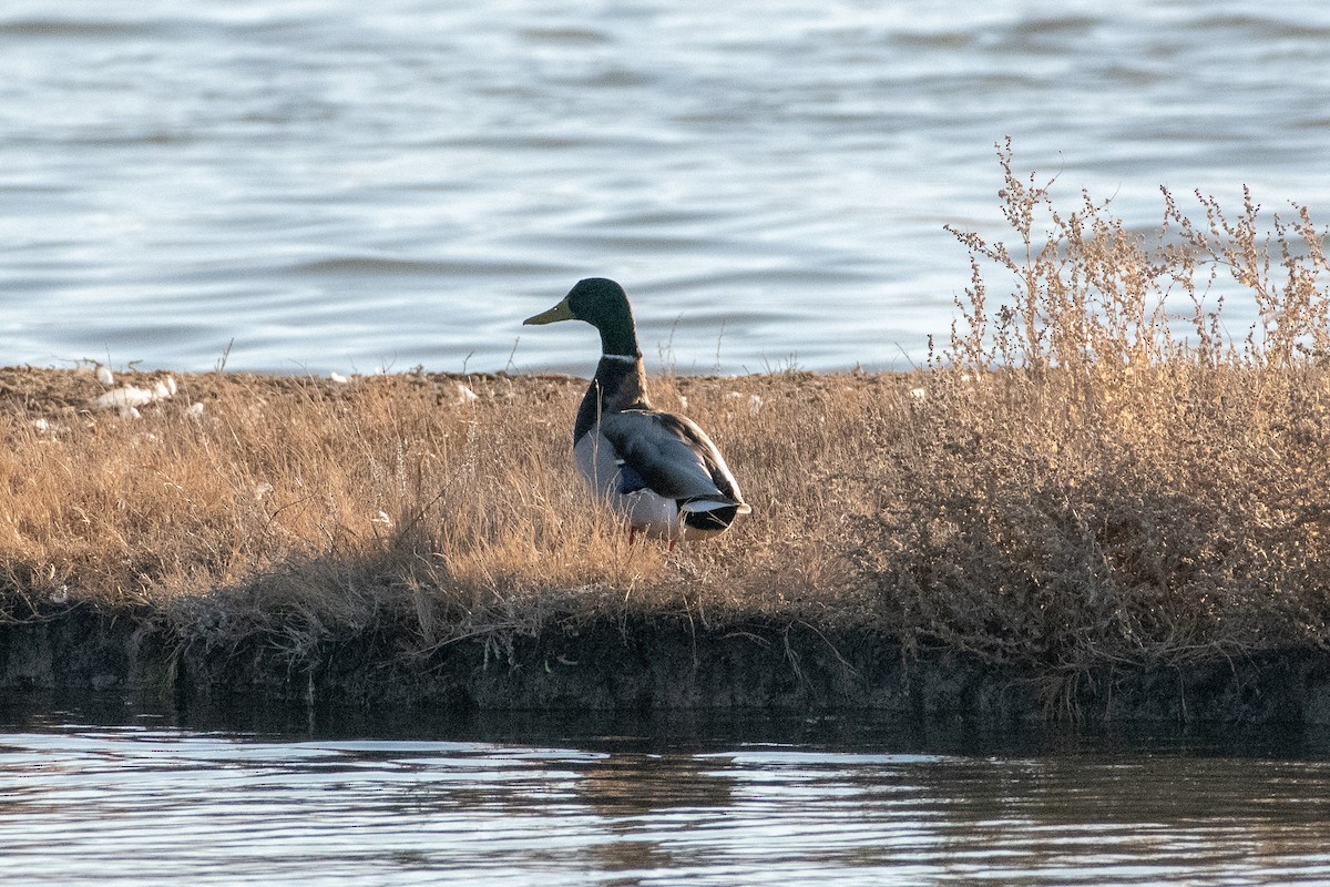 Mallard - ML146680711