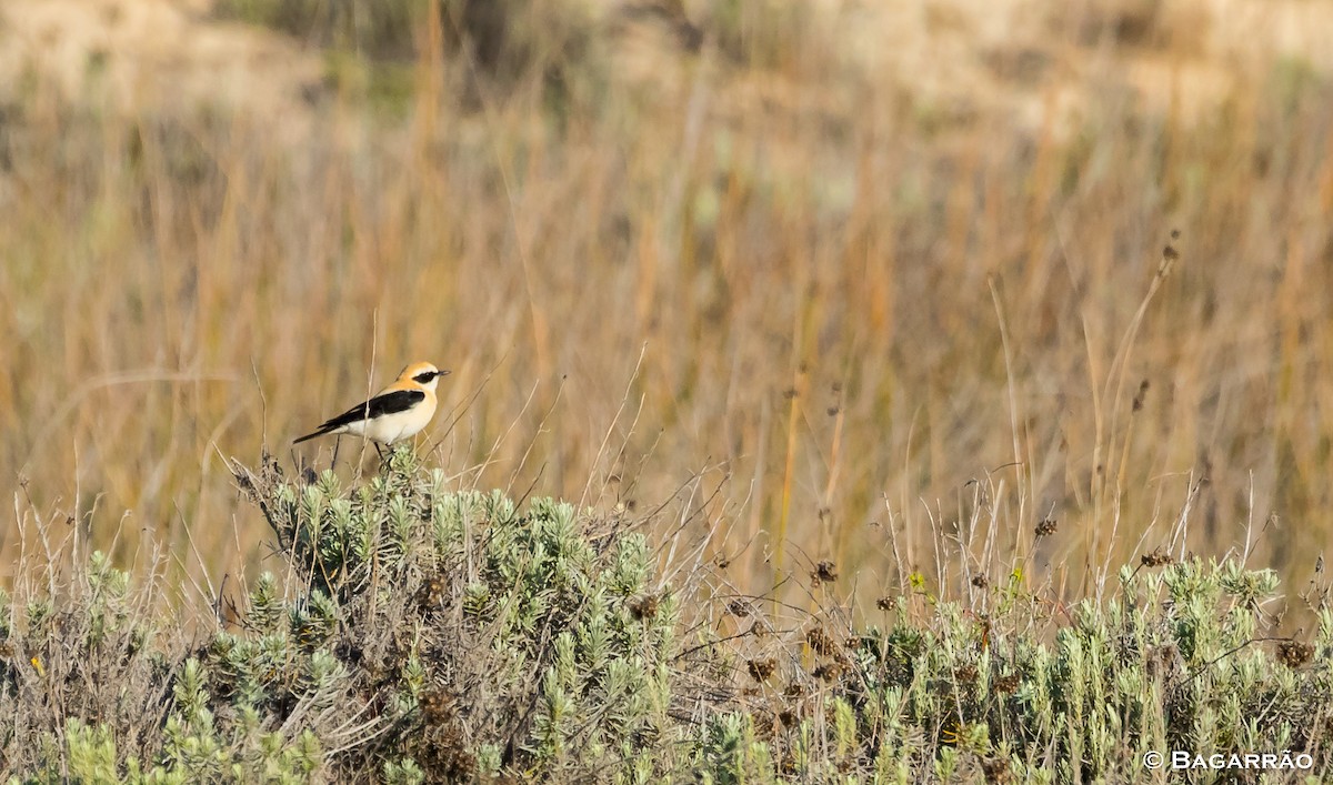 Western Black-eared Wheatear - ML146680951