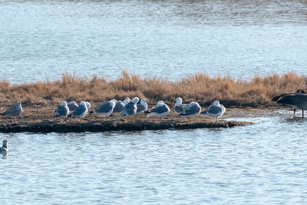 California Gull - Richard Littauer