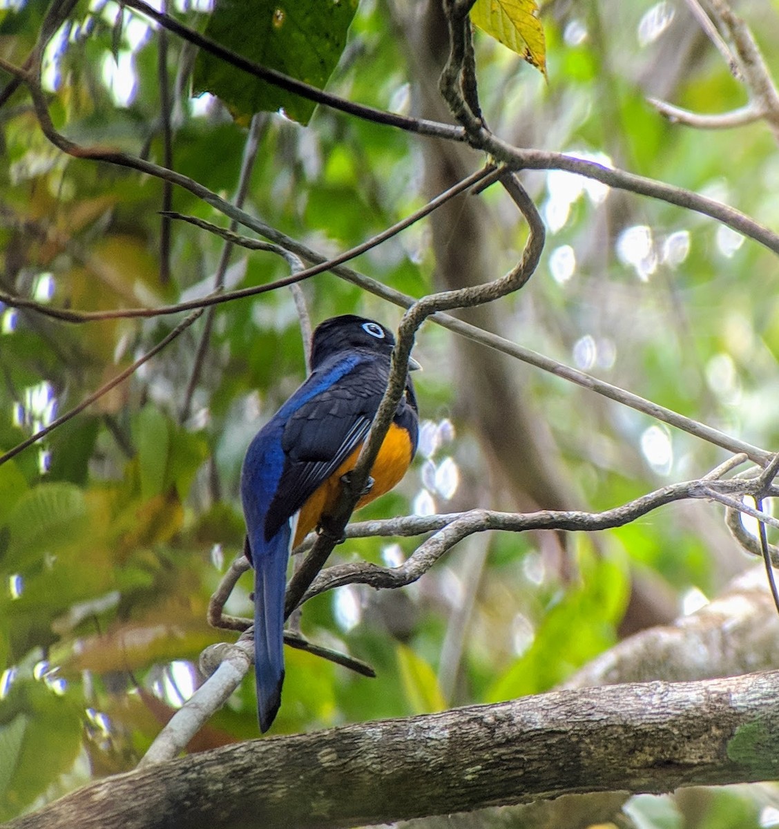 Trogon de Sclater - ML146681471