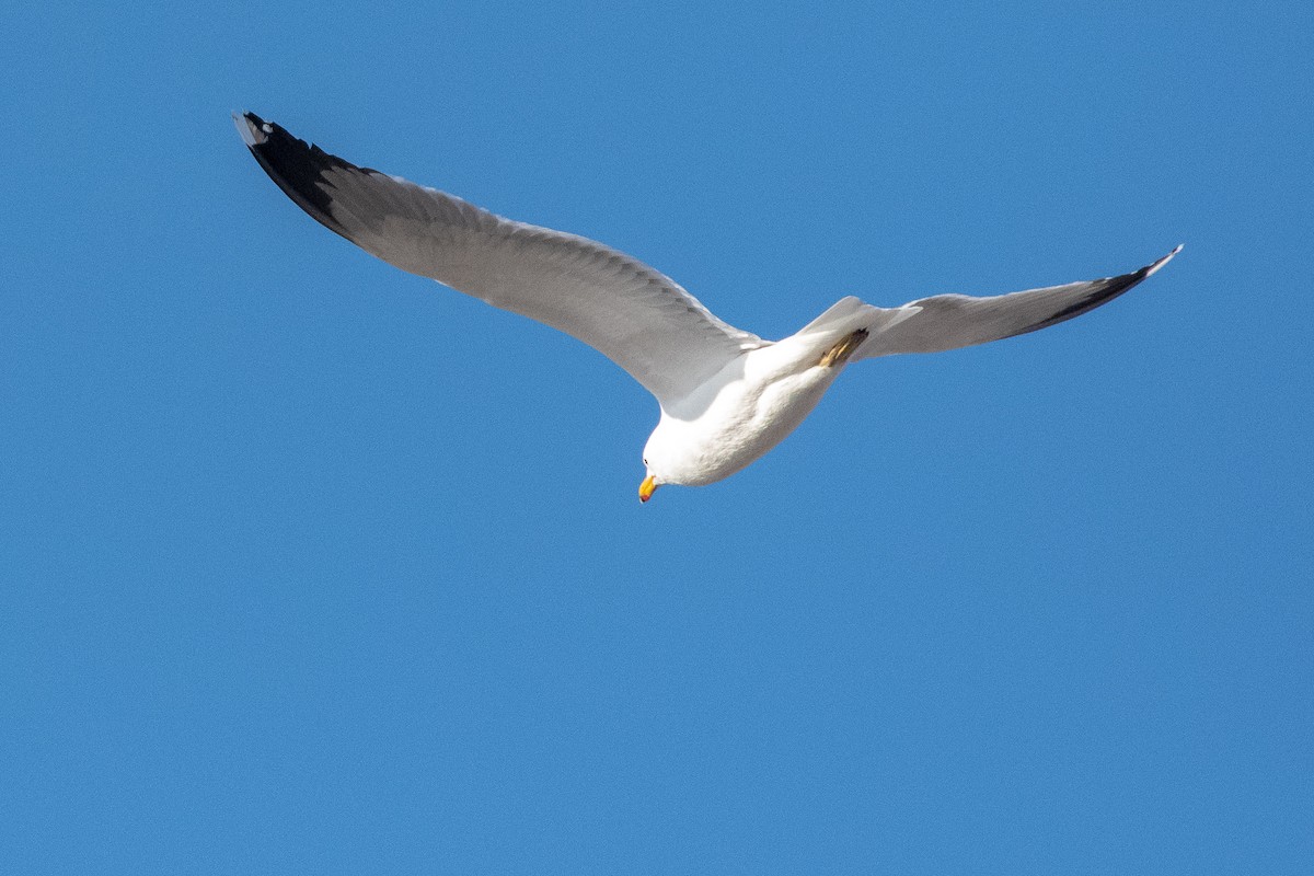 California Gull - ML146682071