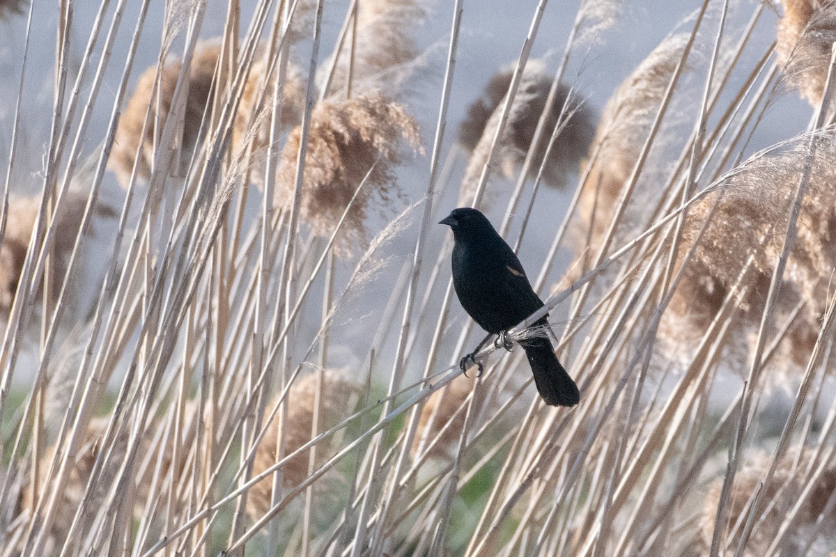 Red-winged Blackbird - ML146682171