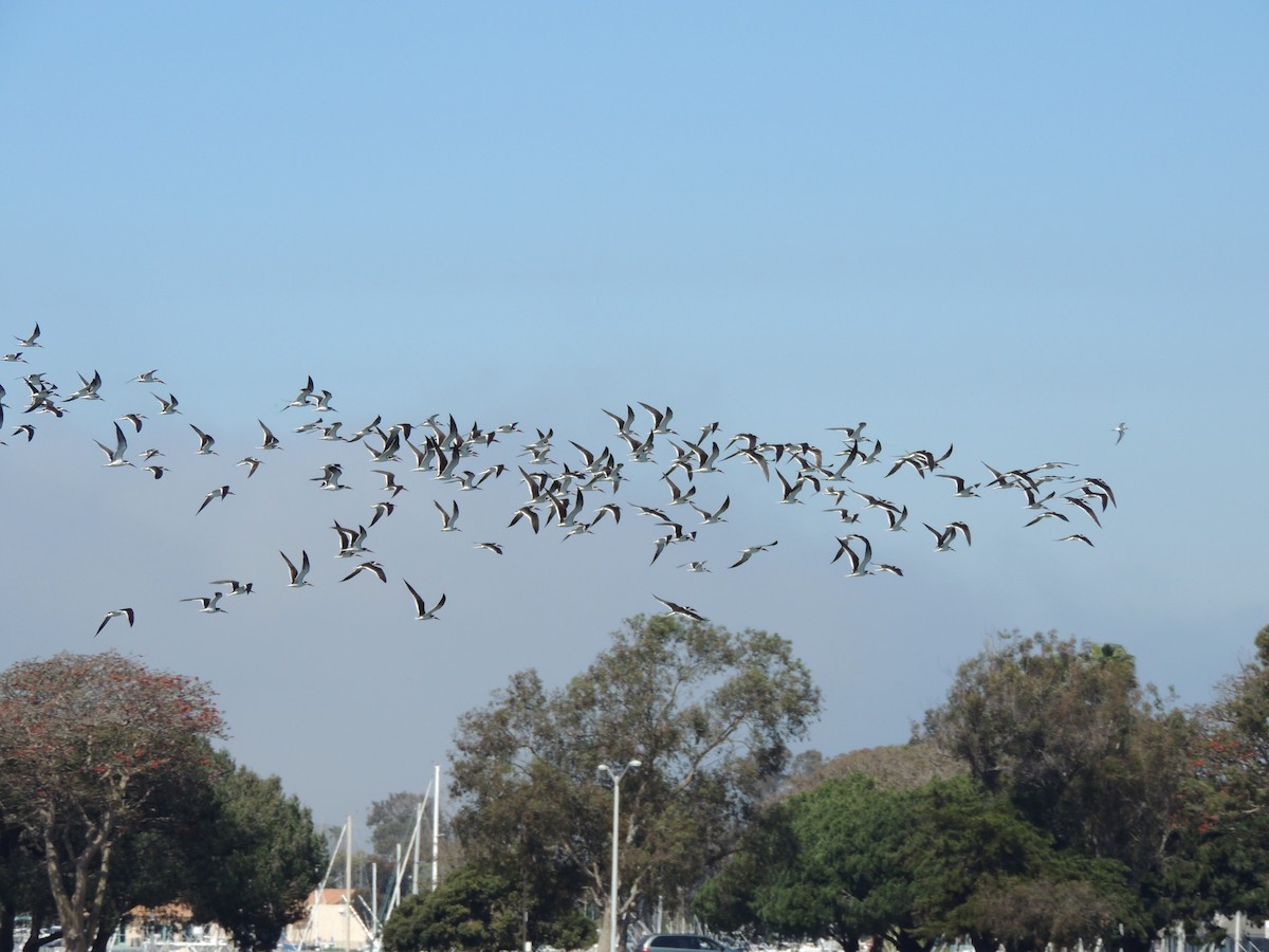 Black Skimmer - ML146682321