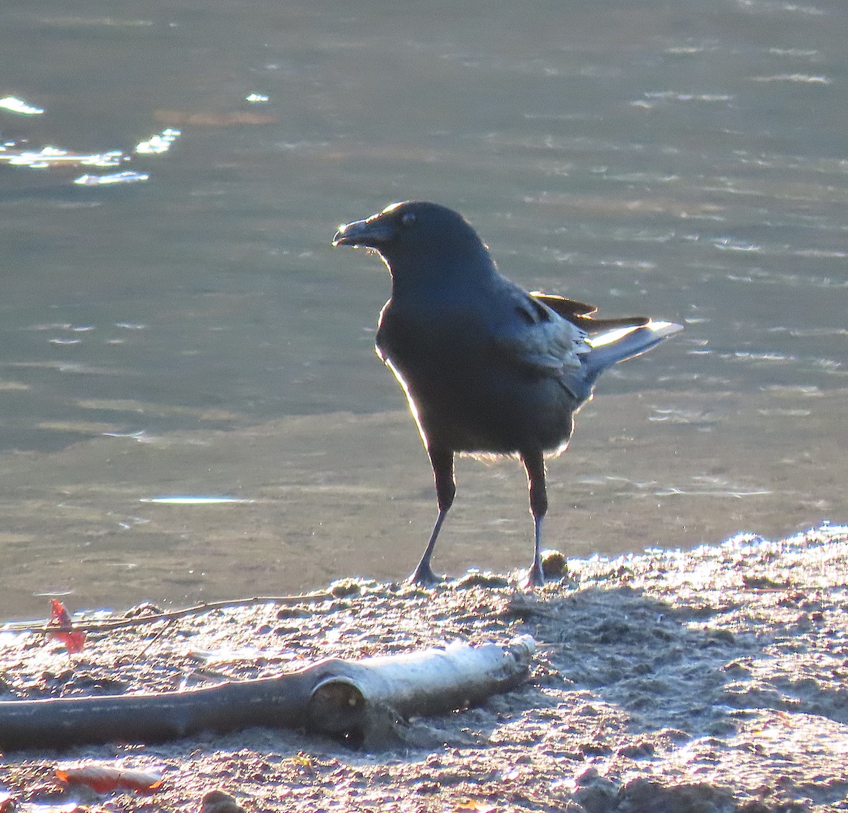 American Crow - ML146682781