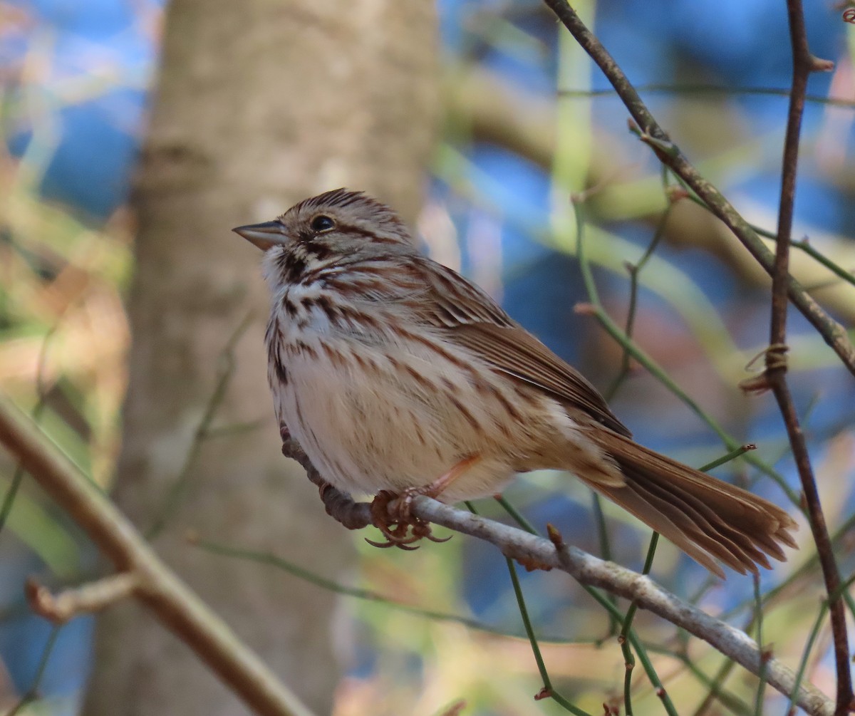 Song Sparrow - Lori White