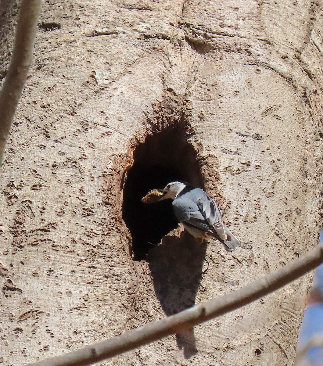 White-breasted Nuthatch - ML146683471