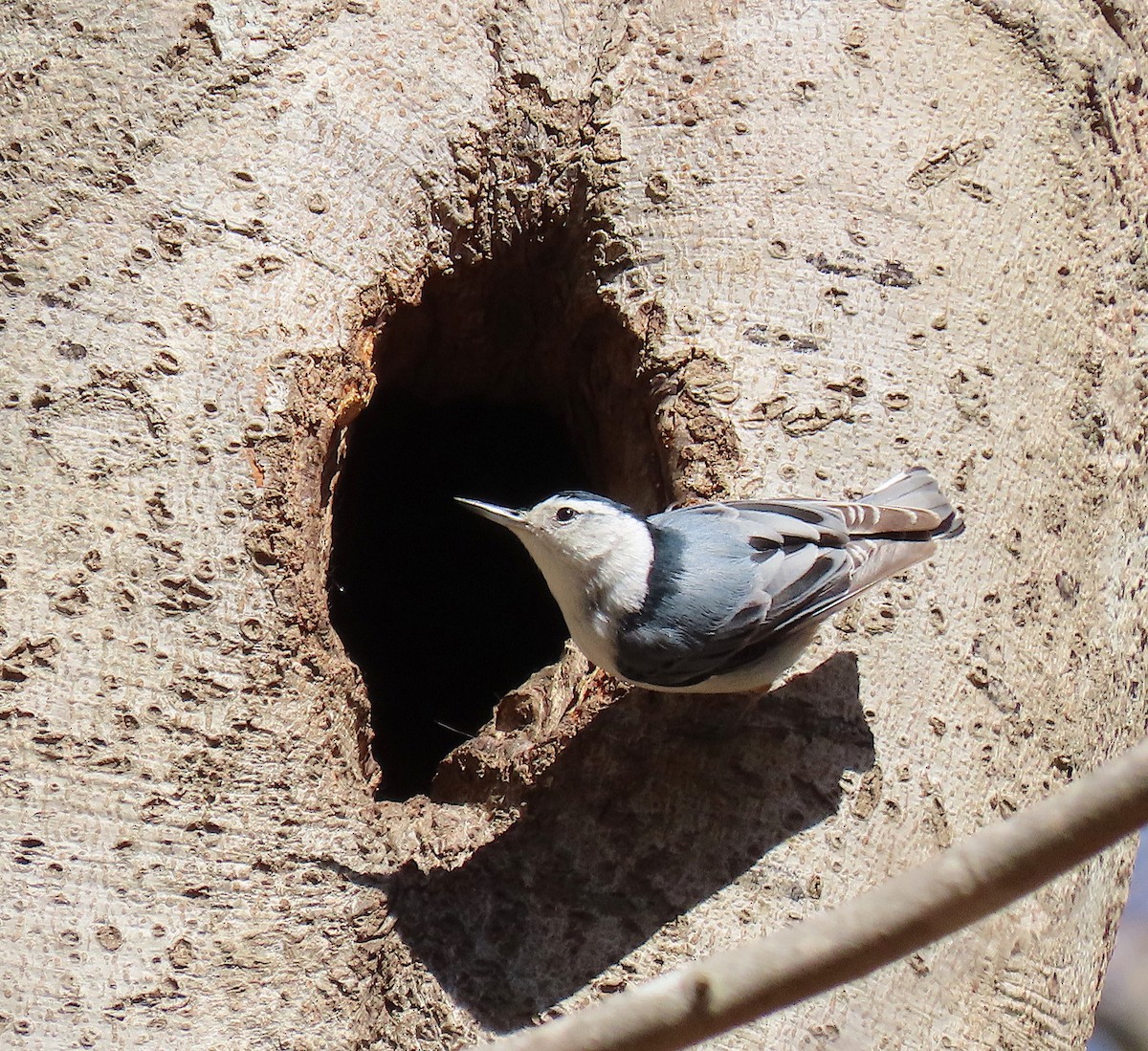 White-breasted Nuthatch - Lori White