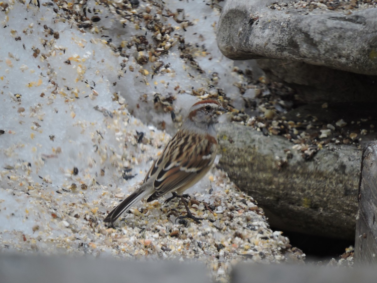 American Tree Sparrow - Melody Walsh