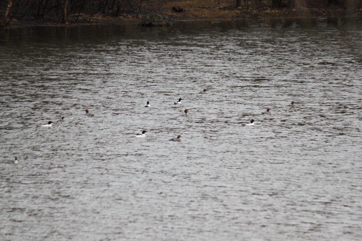 Common Merganser - ML146686261