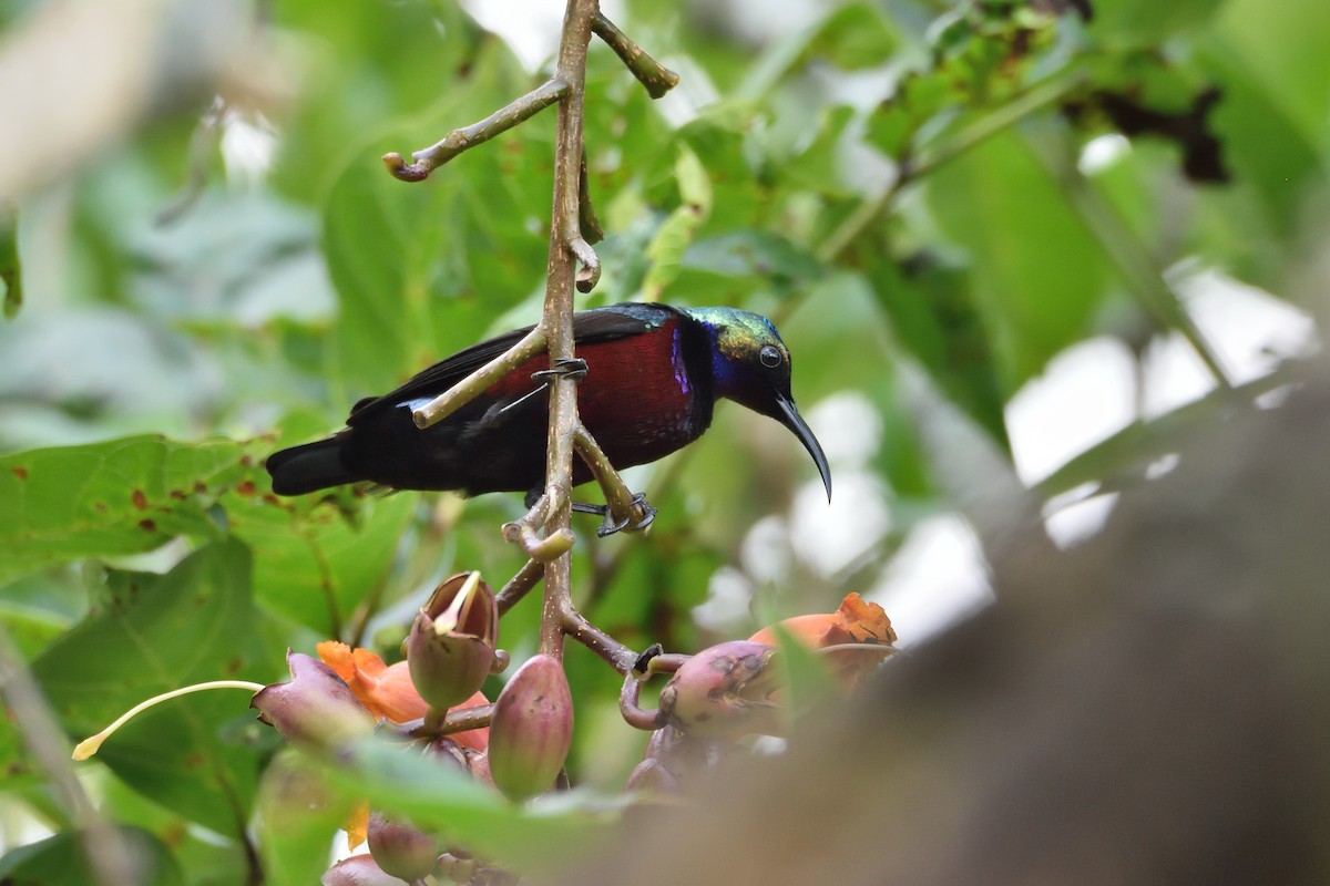 Superb Sunbird - Santiago Caballero Carrera