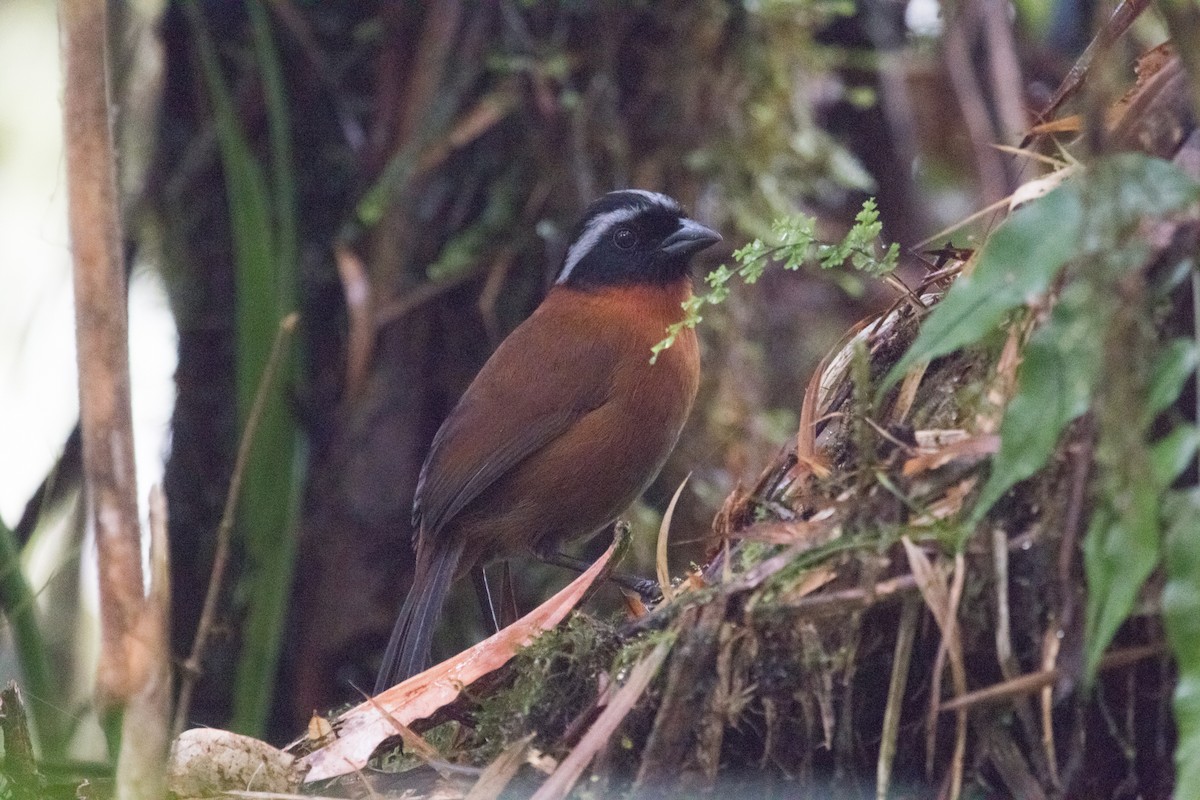 Tanager Finch - Bradley Davis