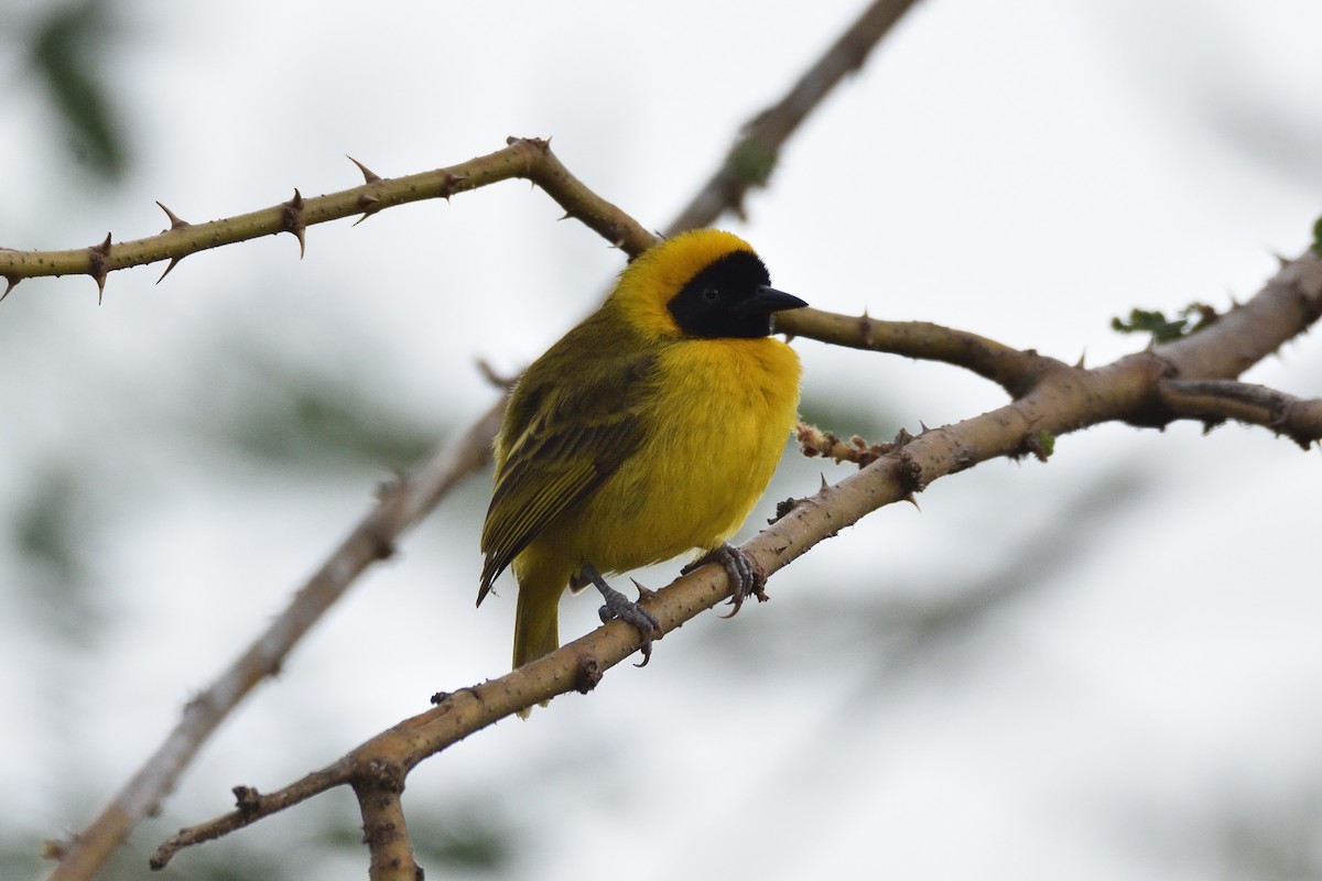 Slender-billed Weaver - ML146687451