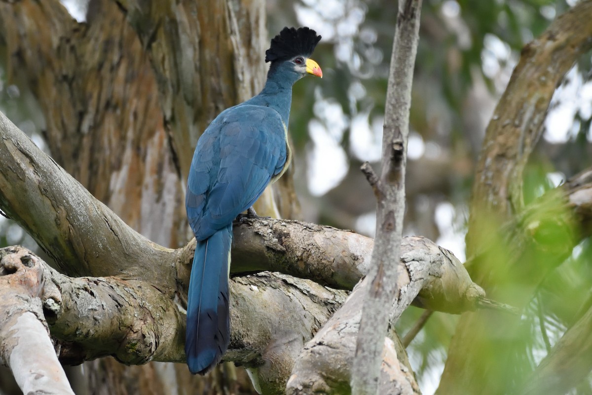 Great Blue Turaco - ML146687641