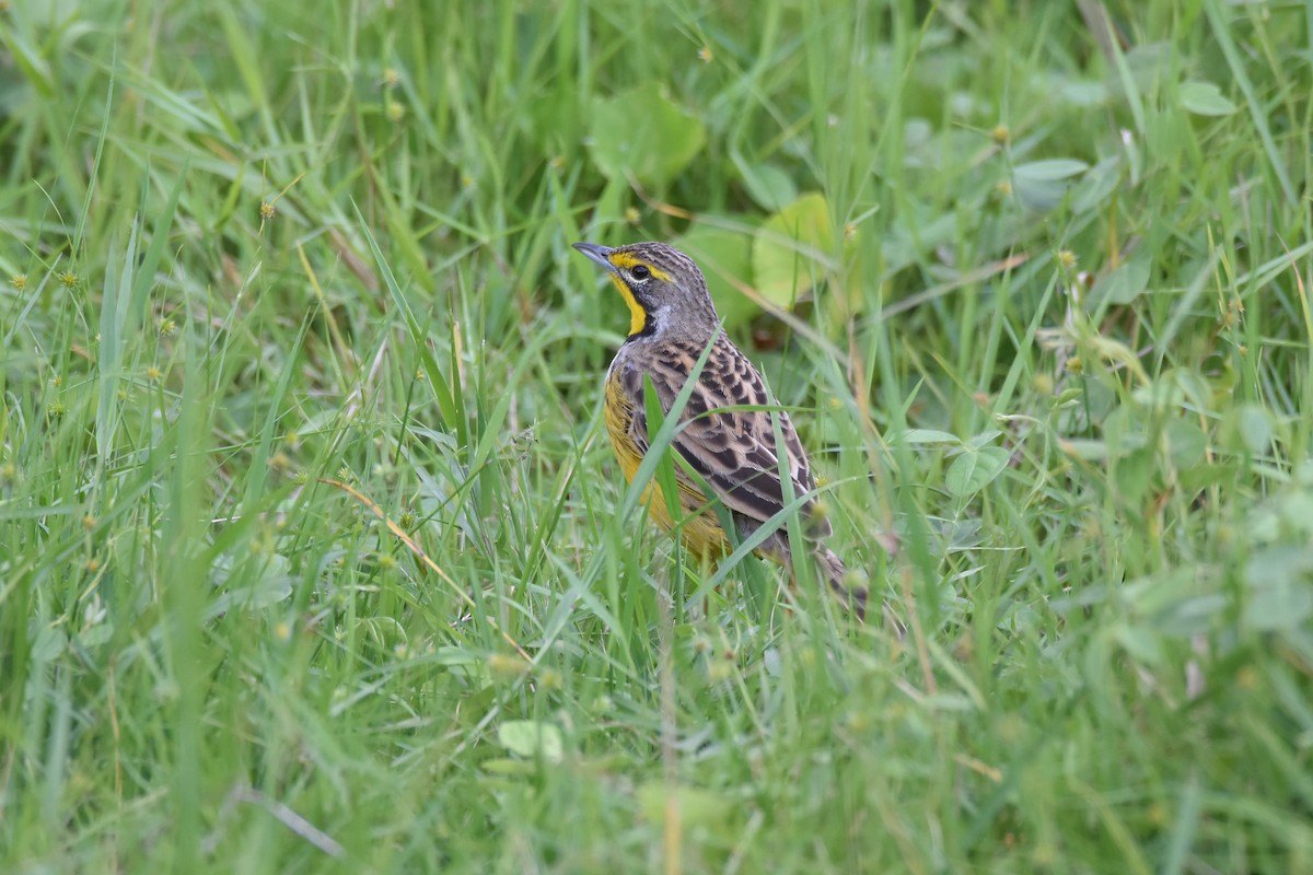 Yellow-throated Longclaw - ML146688331