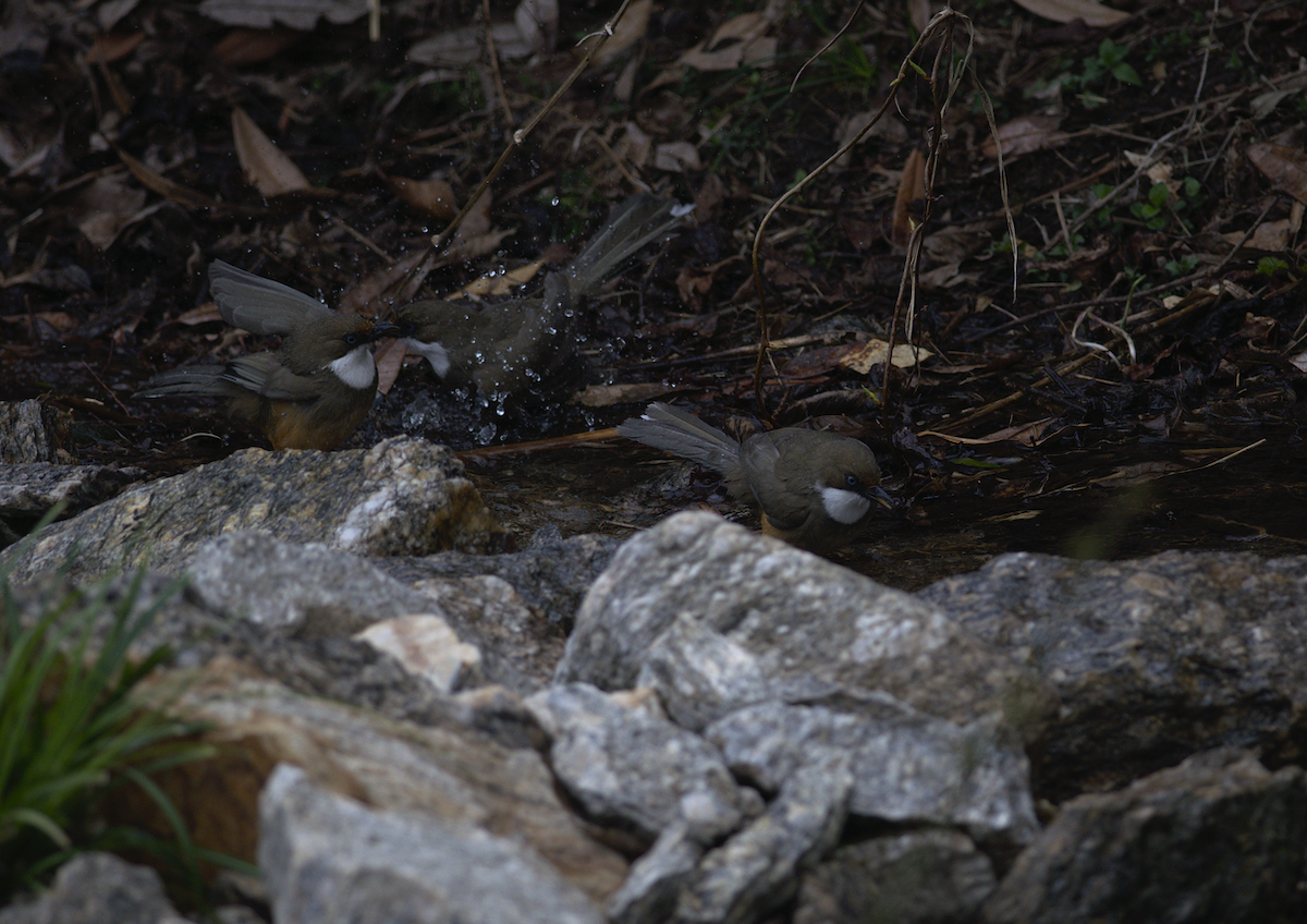 White-throated Laughingthrush - ML146688661