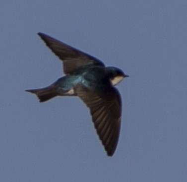 Tree Swallow - ML146689291