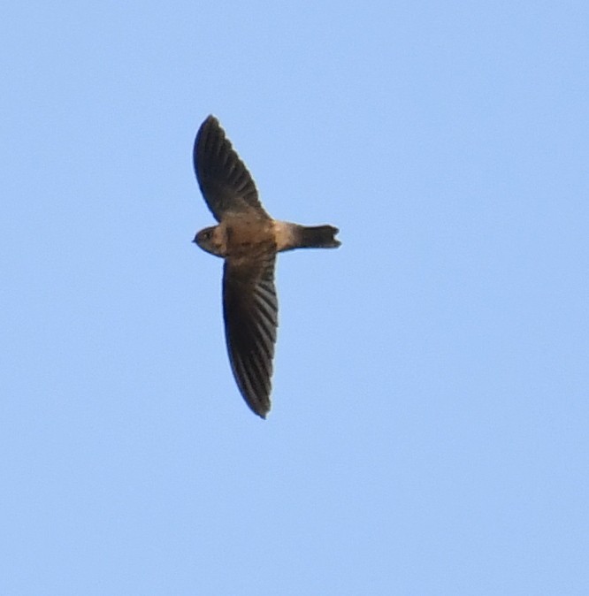 Himalayan Swiftlet - ML146689921