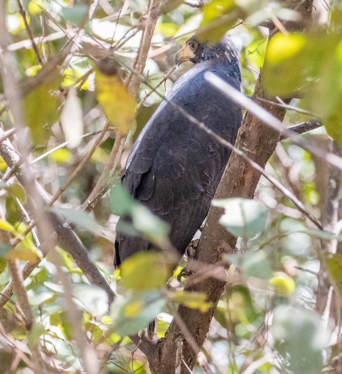 Common Black Hawk - ML146690561