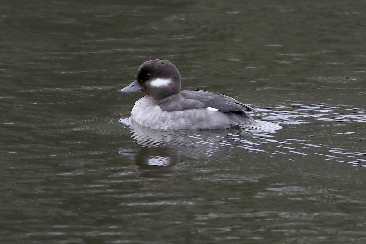 Bufflehead - BRUCE FINNAN