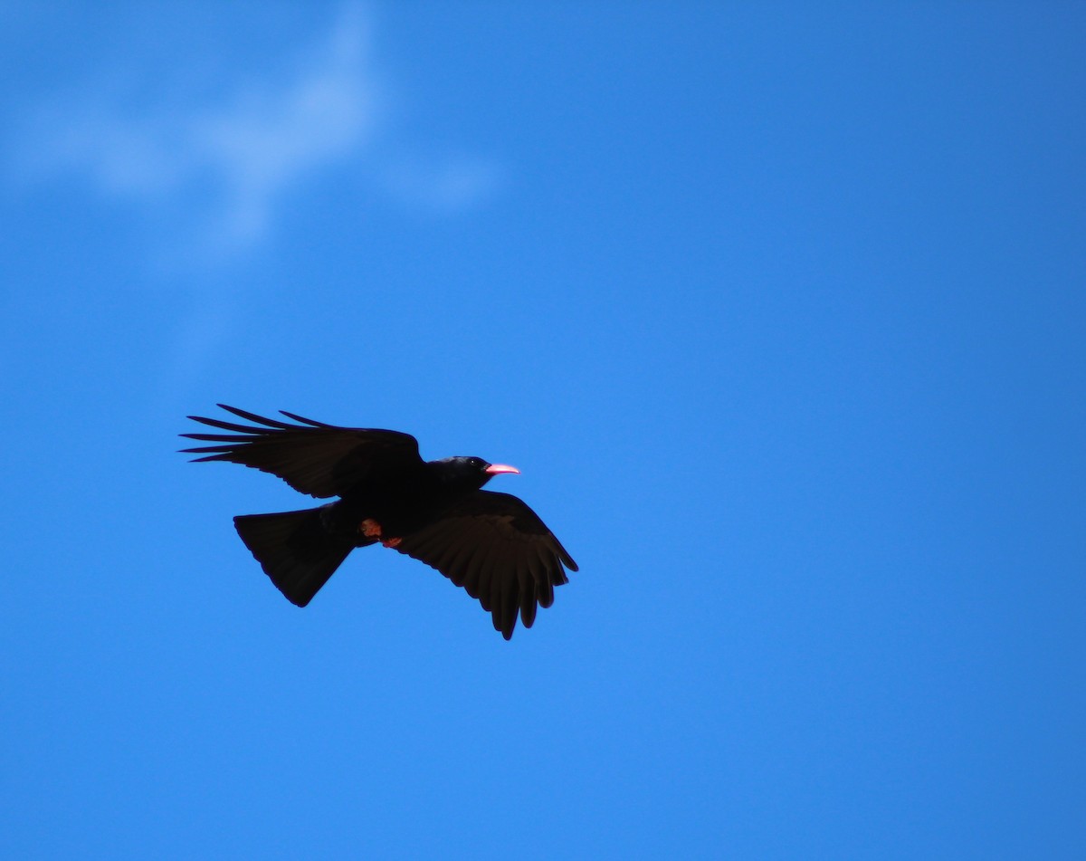 Red-billed Chough - ML146693871