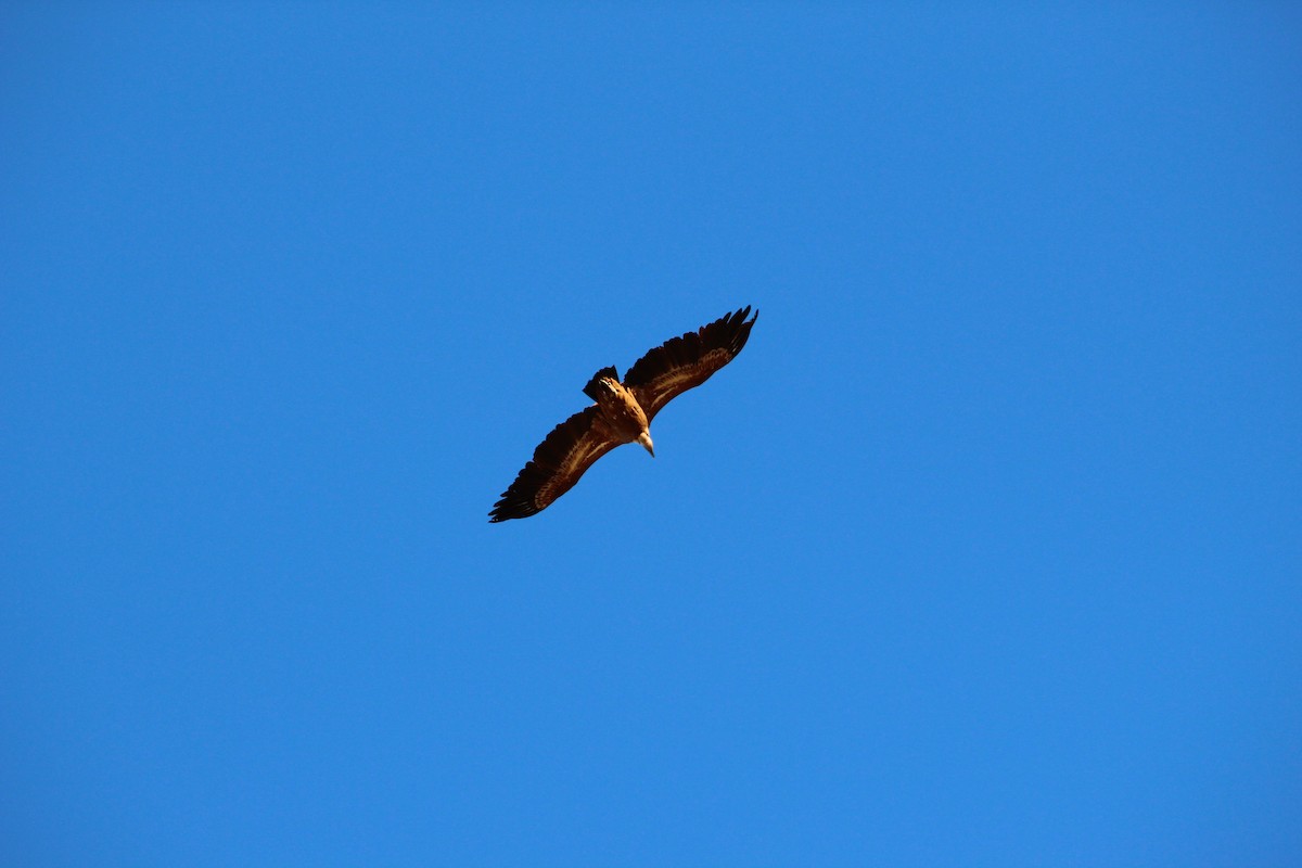 Eurasian Griffon - Laetitia Boels