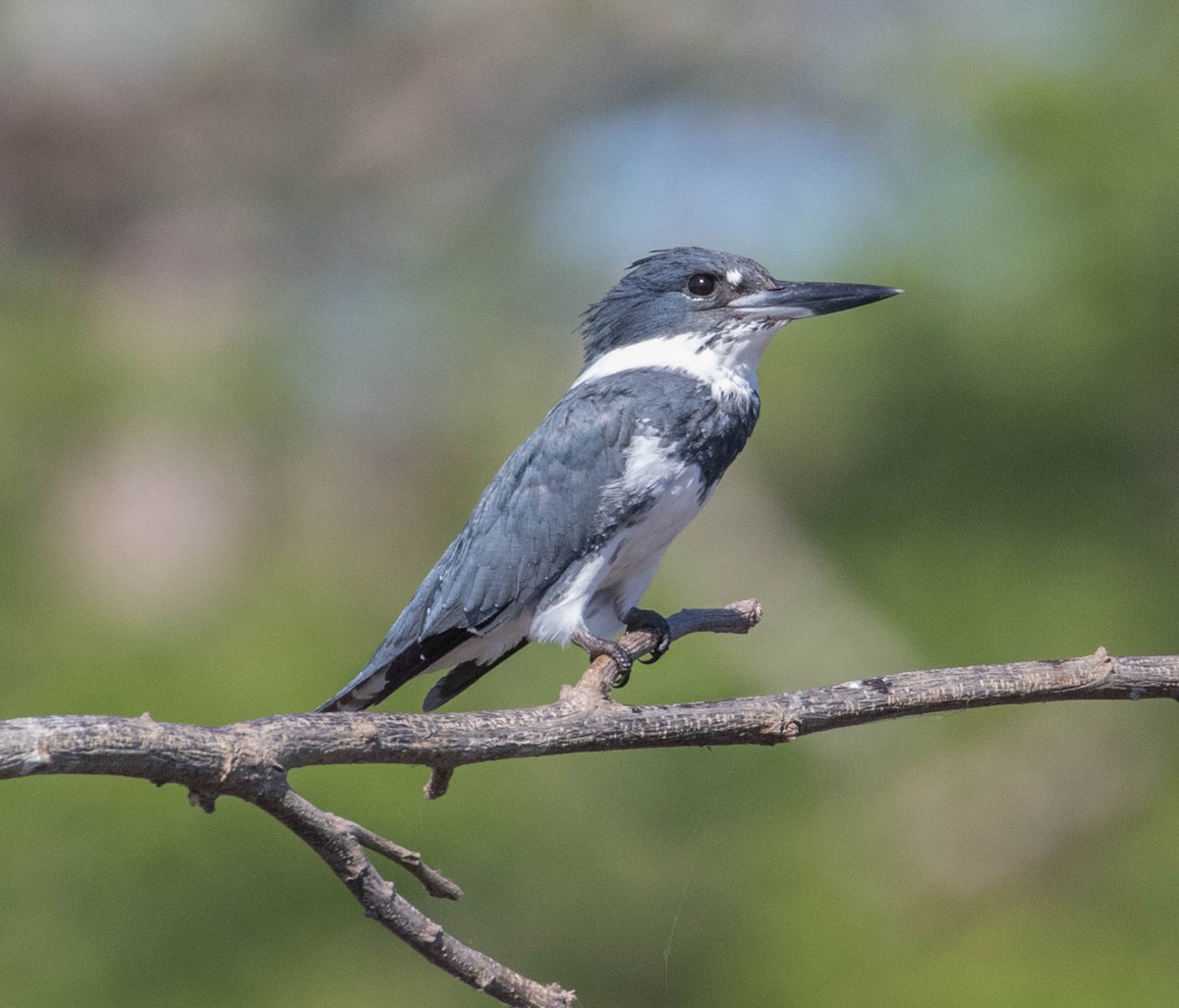 Belted Kingfisher - Robert Bochenek