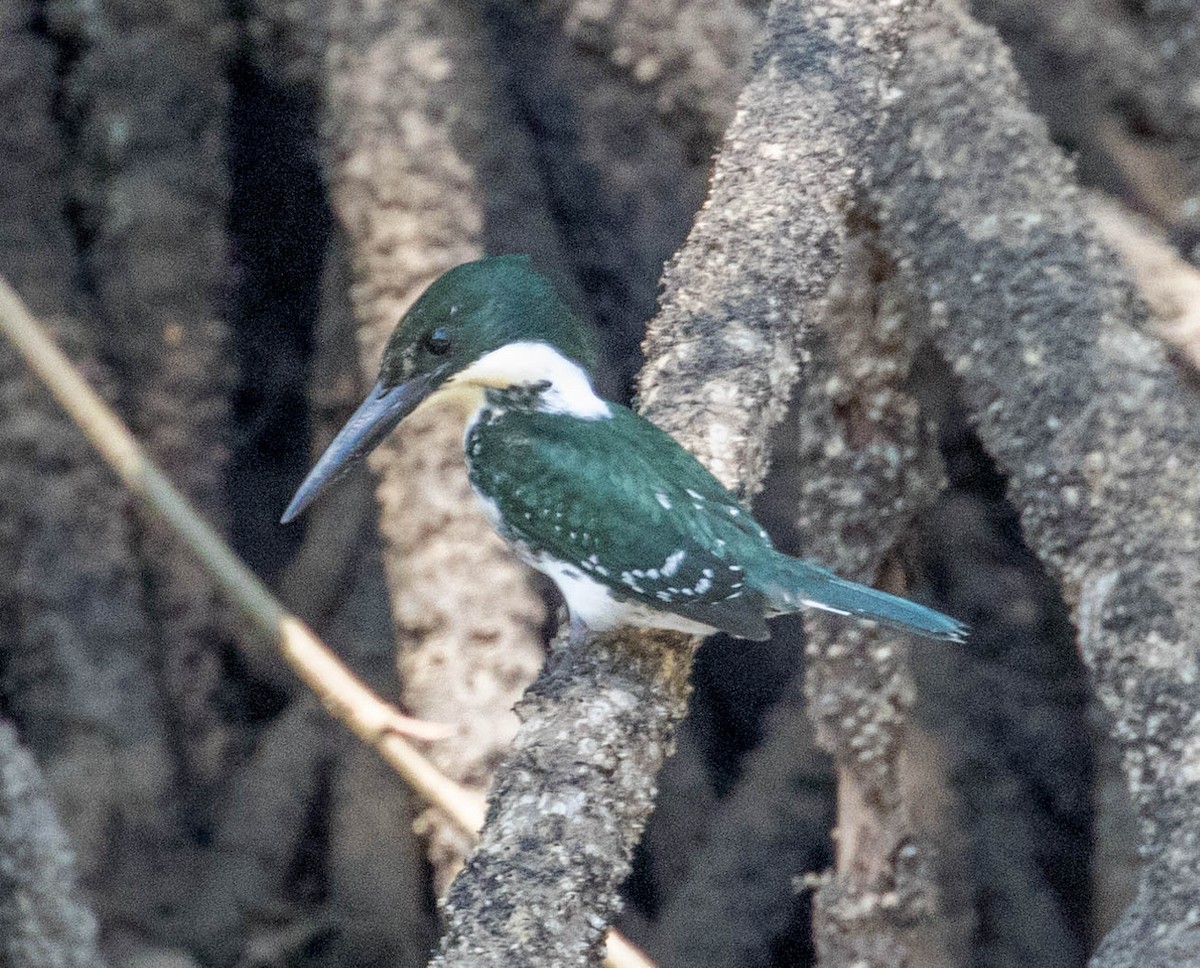 Martin-pêcheur d'Amazonie - ML146694711