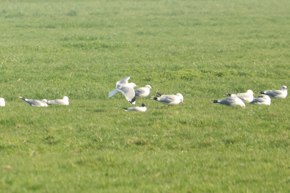 Black-headed Gull - ML146694861