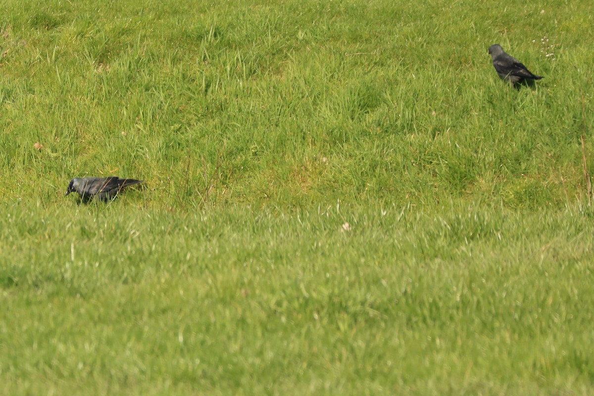 Eurasian Jackdaw - ML146695191