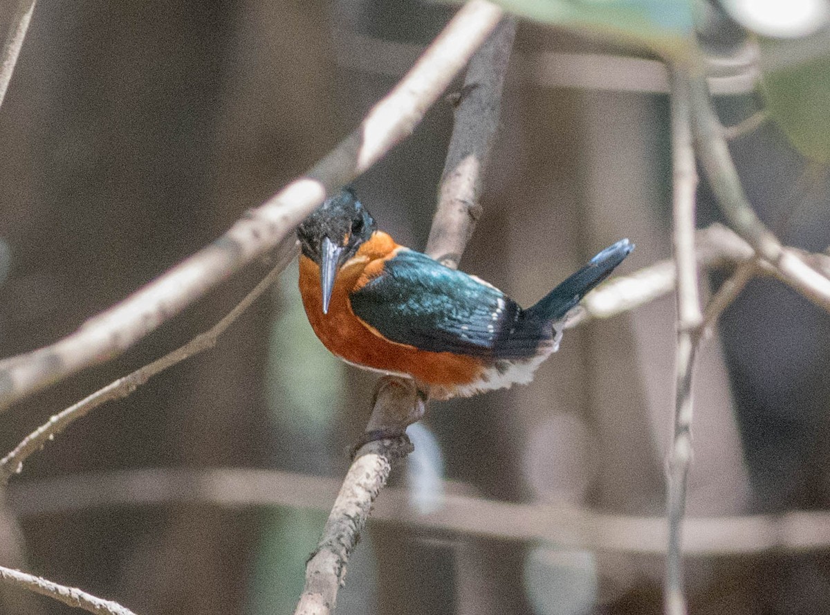 American Pygmy Kingfisher - Robert Bochenek