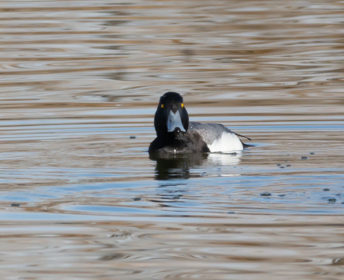 Greater Scaup - ML146696341