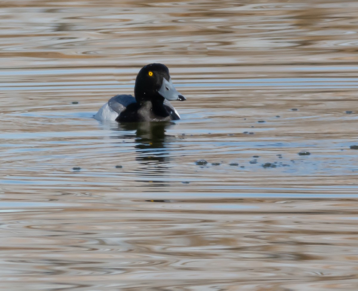 Greater Scaup - ML146696371
