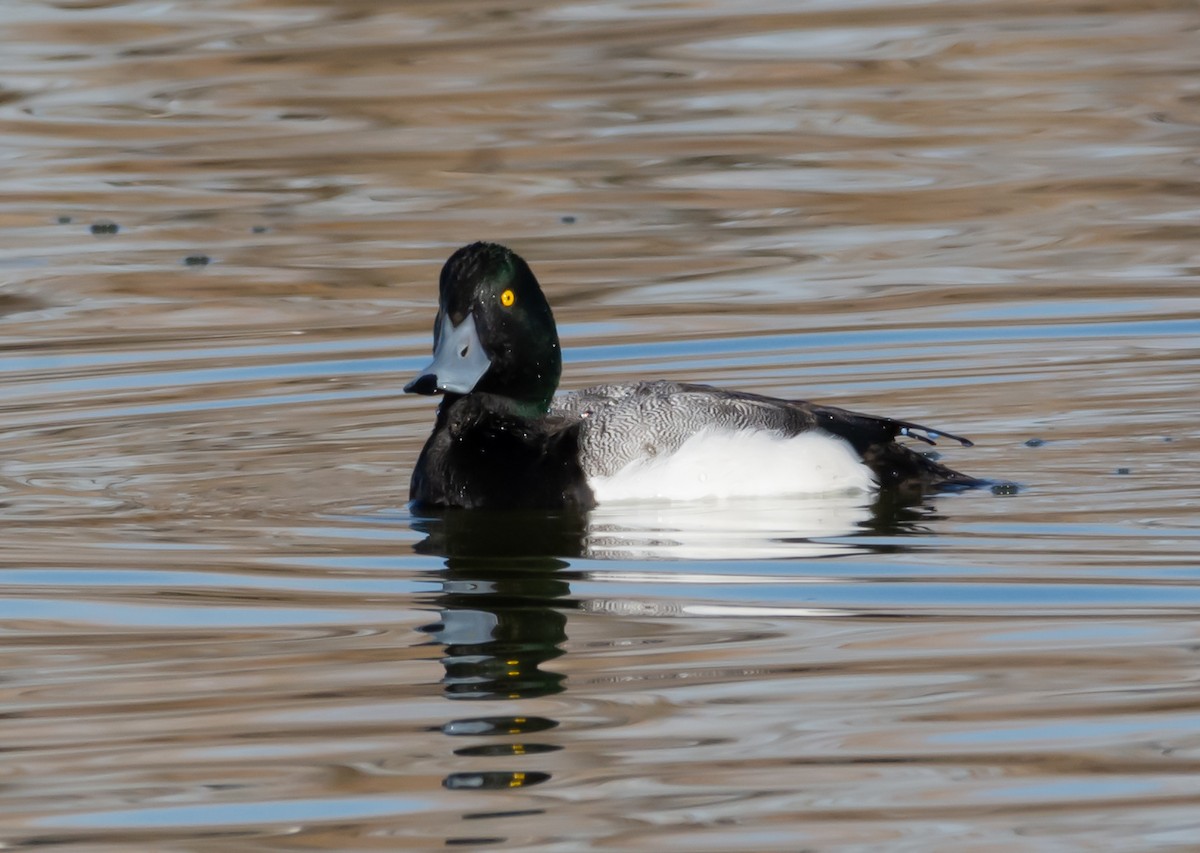 Greater Scaup - ML146696421