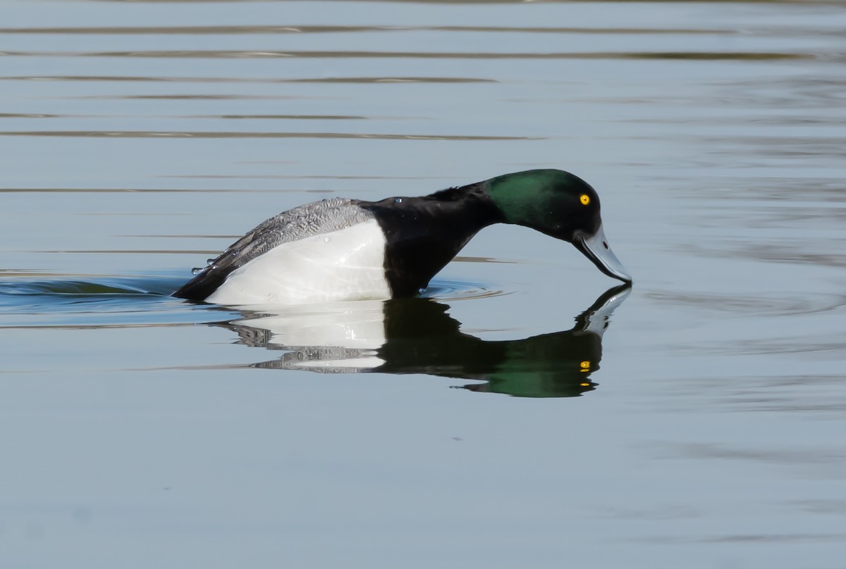 Greater Scaup - ML146696451