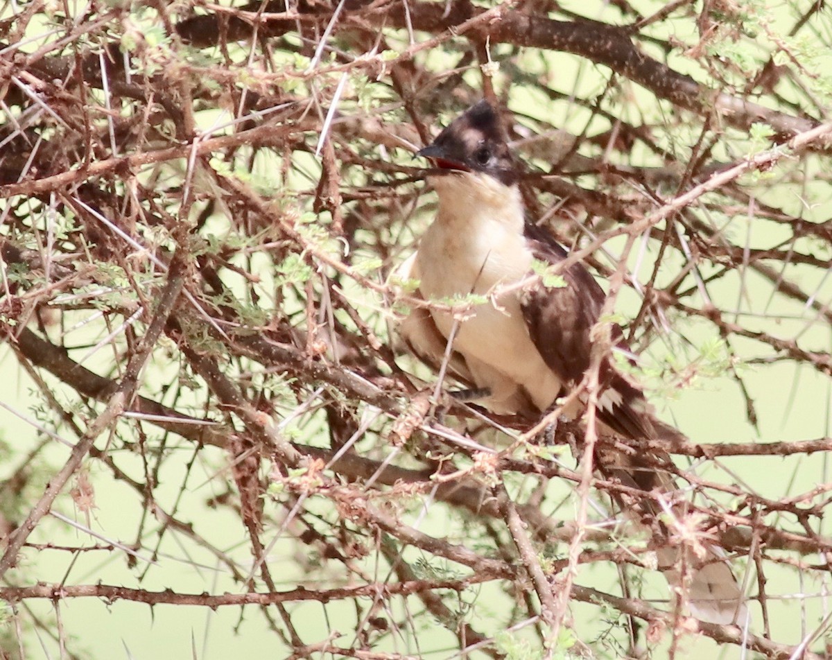 Pied Cuckoo - ML146698121