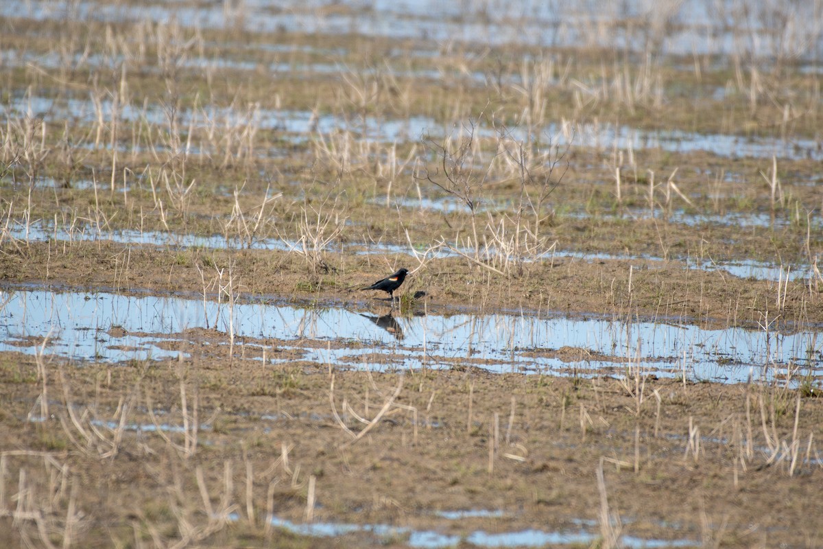 Red-winged Blackbird - Cody Massery