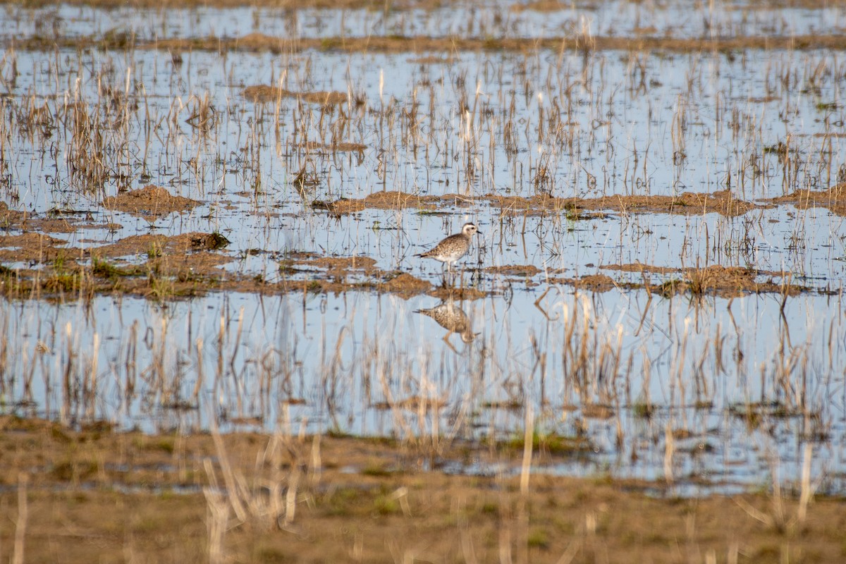 American Golden-Plover - ML146699051