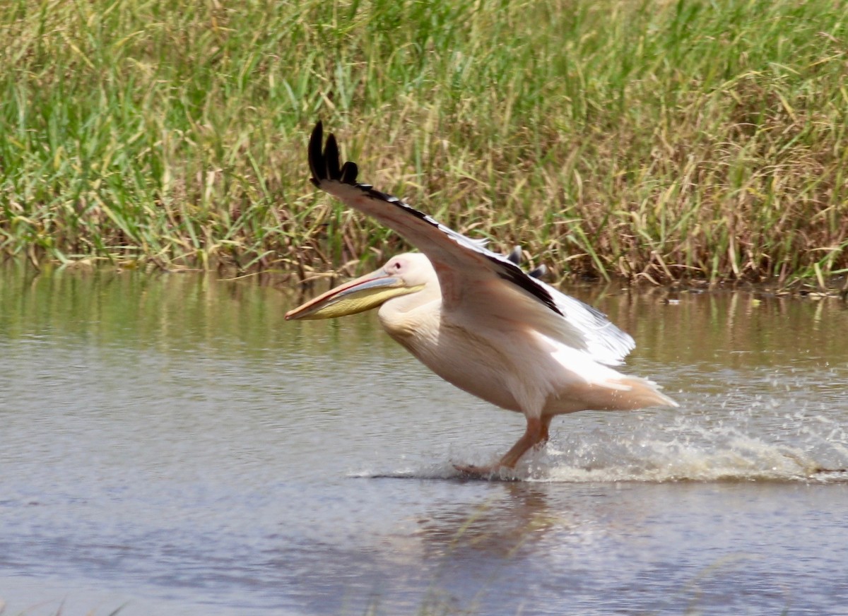 Great White Pelican - Charlie   Nims