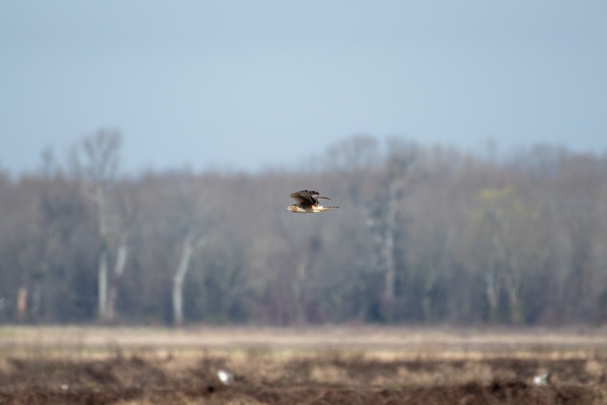 Northern Harrier - ML146699381