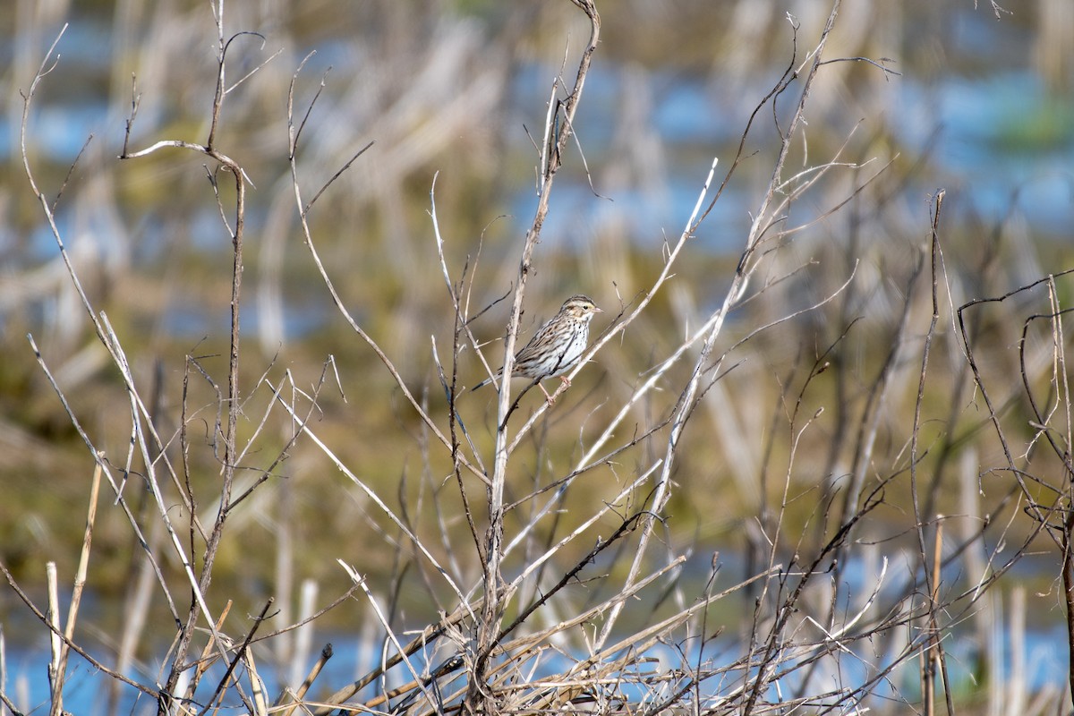 Savannah Sparrow - ML146699421