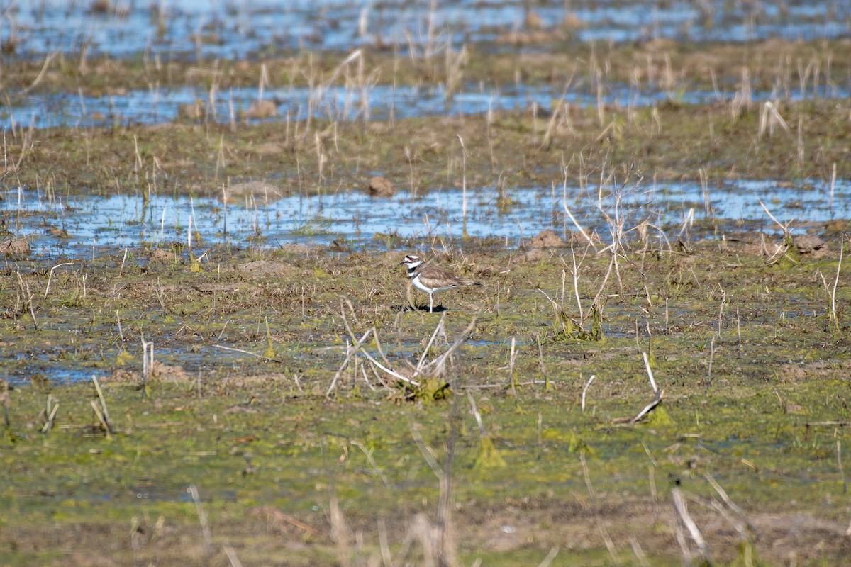 Killdeer - ML146699431