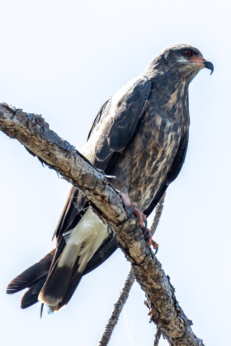 Schneckenbussard - ML146699701