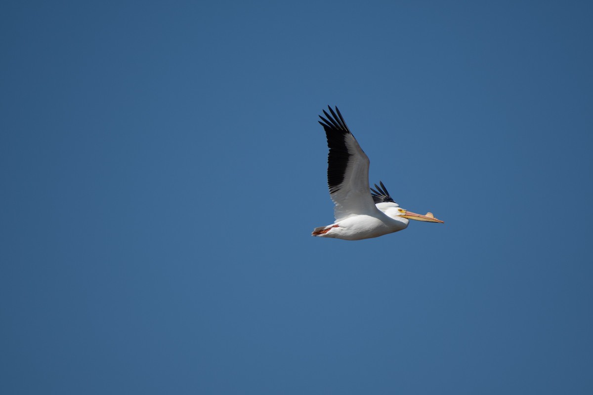 American White Pelican - ML146699851