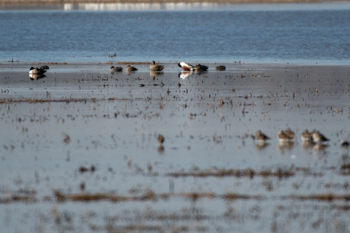 Northern Shoveler - ML146699881