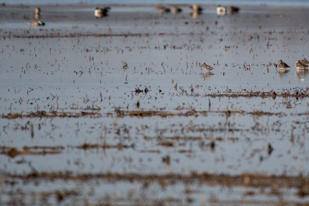 Wilson's Snipe - ML146699891