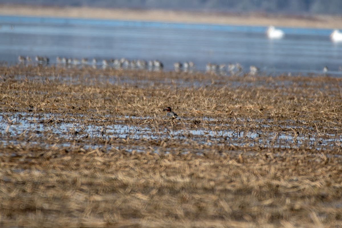 Green-winged Teal - Cody Massery