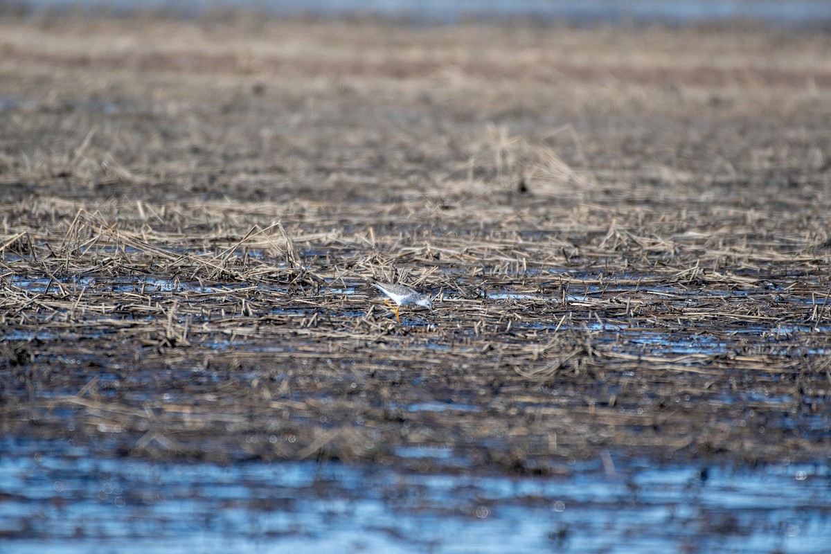 Lesser Yellowlegs - ML146699931